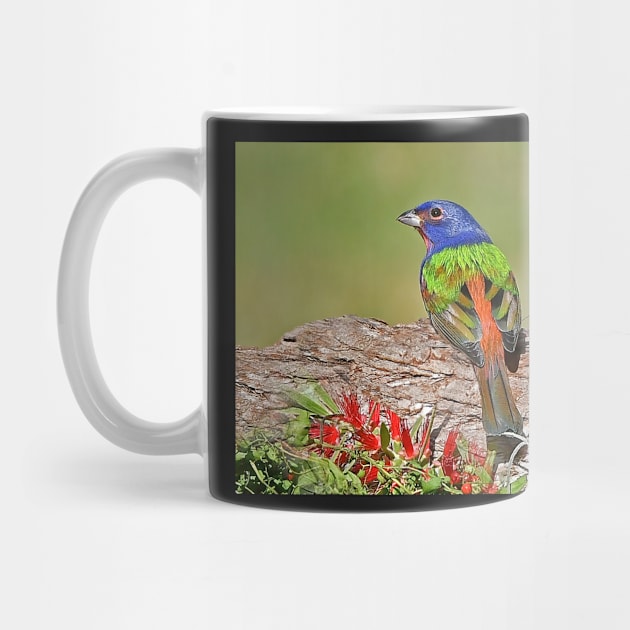 Painted Bunting Bird Photograph Notecard by candiscamera